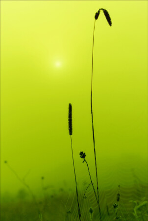 Fog in ecstasy