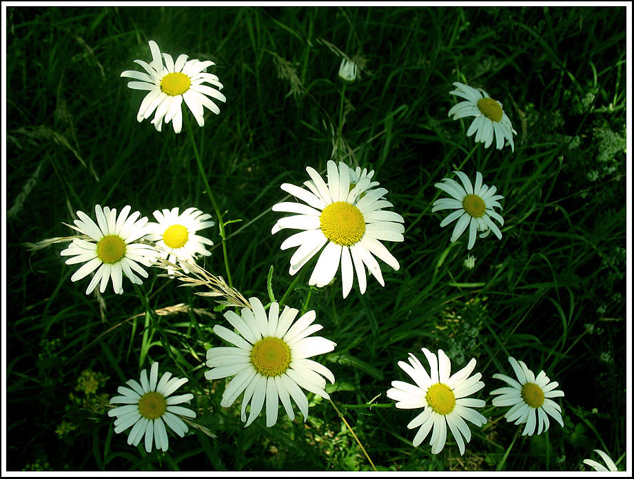 Camomile