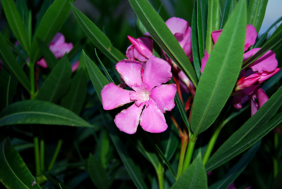beautiful flowers