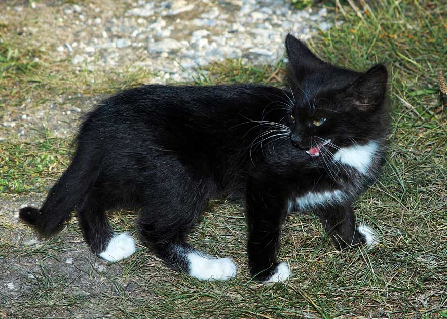 микротигра