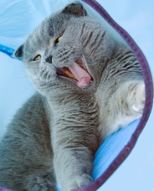 Кот1
