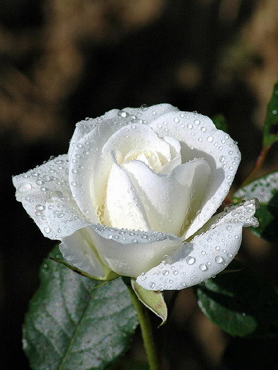 roza