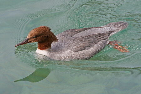 в бирюзовых водах
