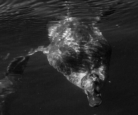 Просто утка