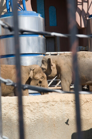 я зоопарки не очень