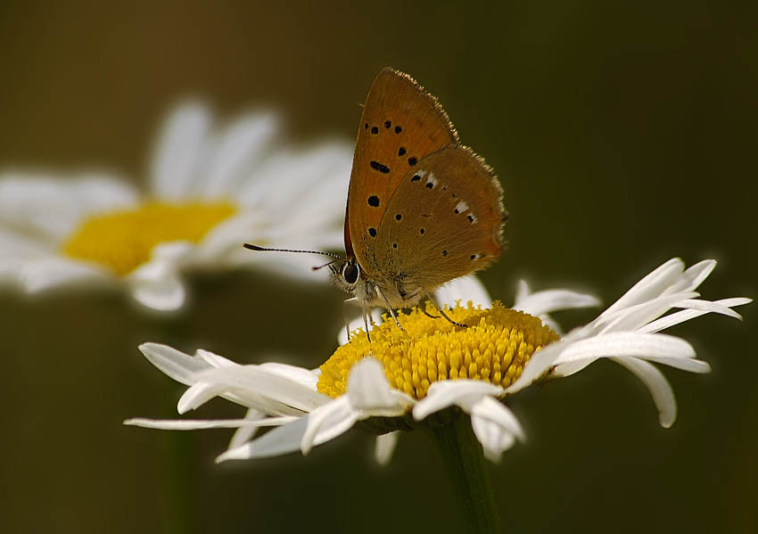 Червонец огненный (Lycaena virgaureae) 