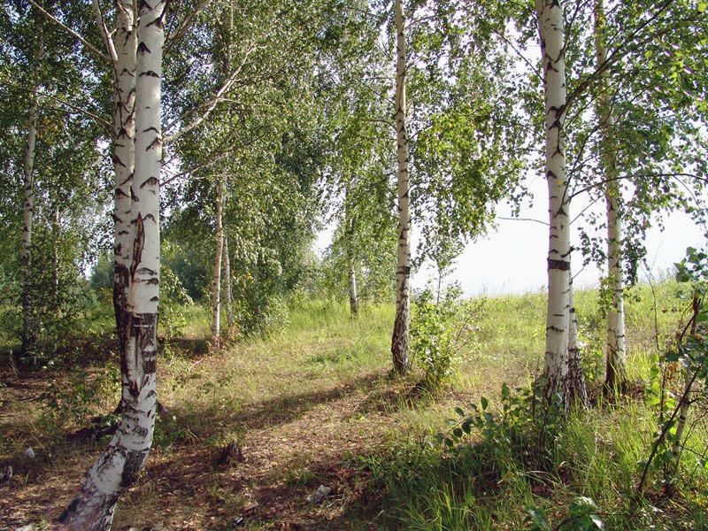 Берёзоньки