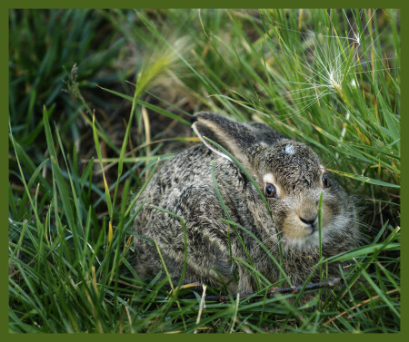 baby hare