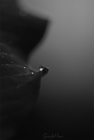 Graceful lines