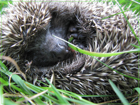 Нас голыми руками не возьмешь!