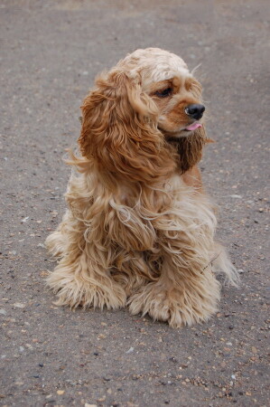 ОчаровашкаDog
