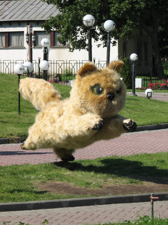 Котяра