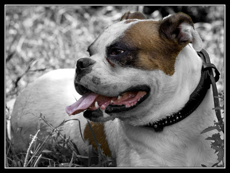 Портрет бульдога