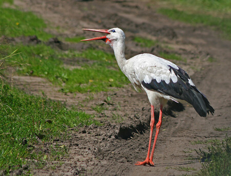 голубоглазый глашатай 