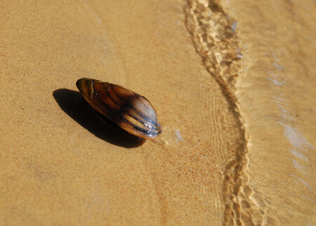 Прибрежная