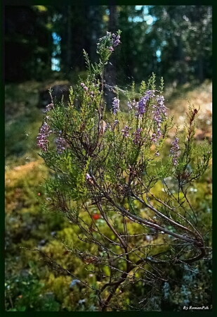 ... про краски природы фота...