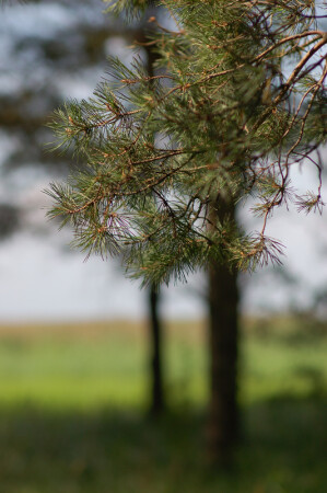 Сосновый рассвет.