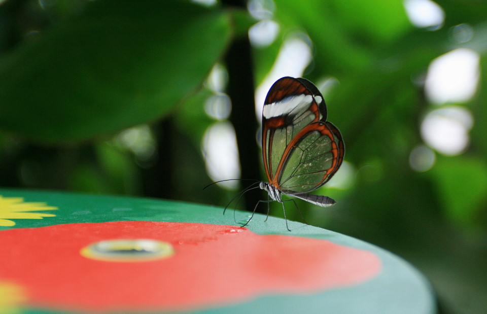 Одинокий &quot;батерфляй&quot; / butterfly