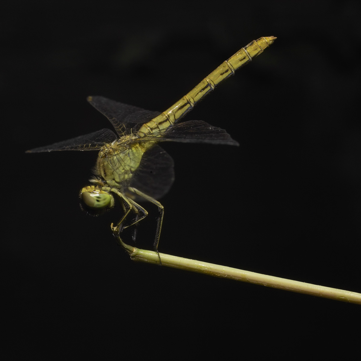 Odonata