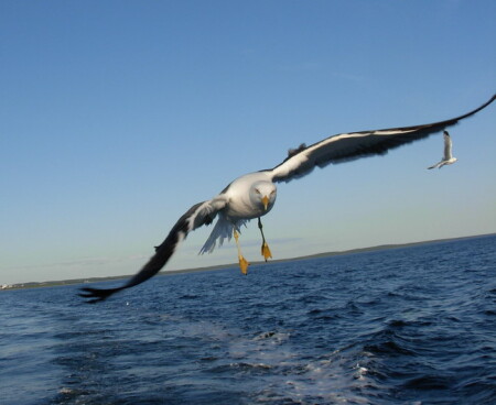 Джонотан Лингвистон