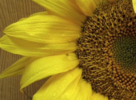 SunFlower 2