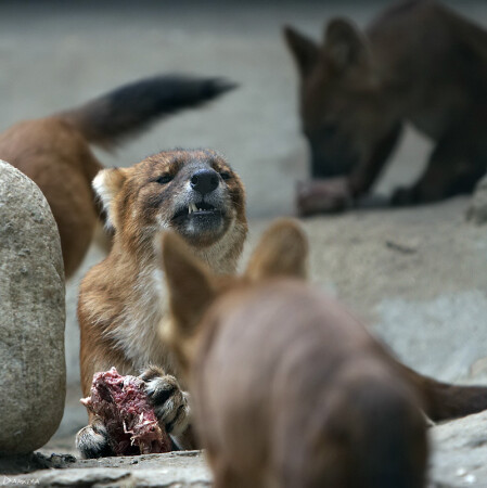 Не лезь, мое!