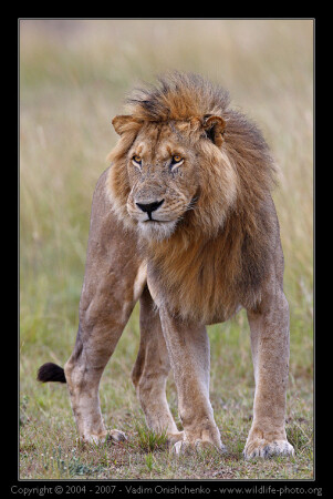 Simba