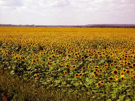 подсолнухи