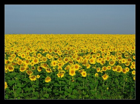 Жёлтое поле