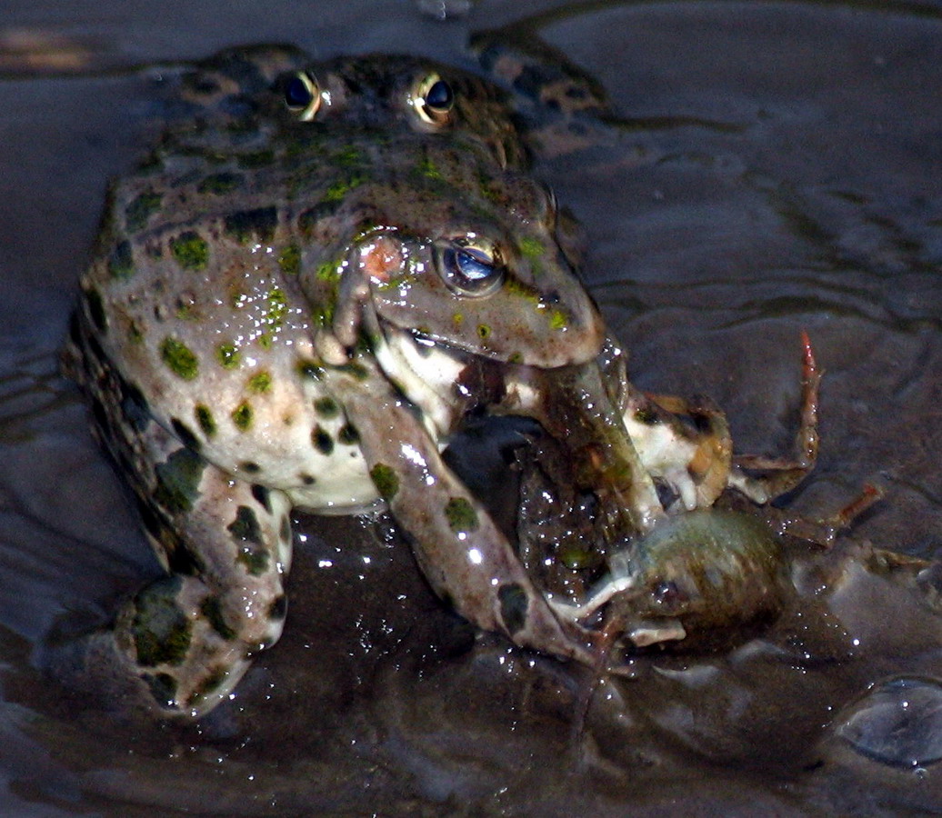 Добыча лягушек. Озёрная лягушка питается. Пожирание лягушки лягушку. Лягушка Озерная питание. Земноводные жаба питание.