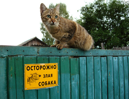 Осторожно! Злой кот!