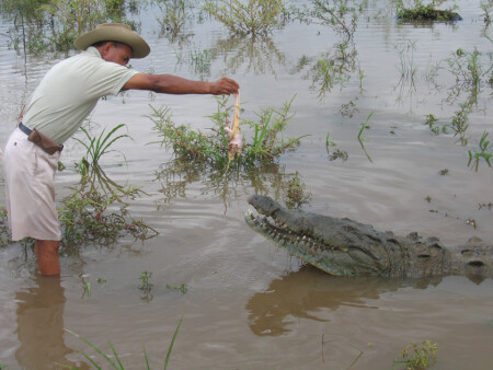 Коста-рика. Crocodile Safari