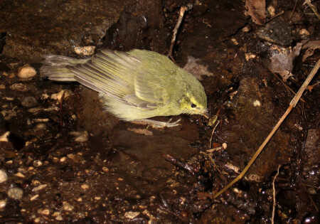 зеленая пеночка