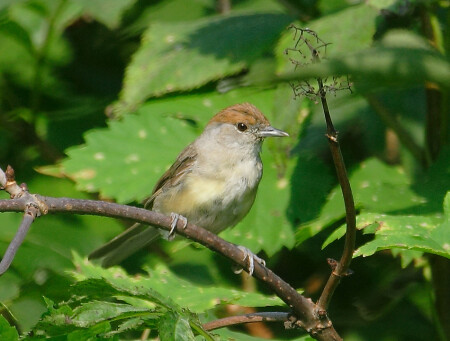 СЛАВКА ЧЕРНОГОЛОВАЯ (Sylvia atricapilla)
