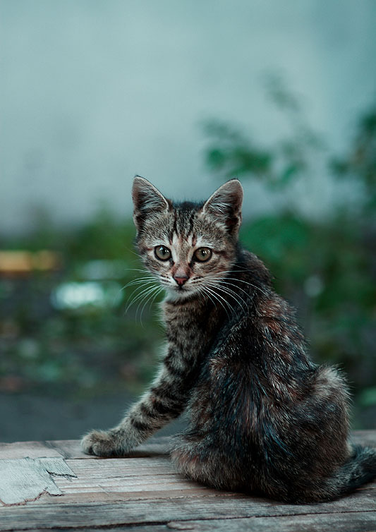 Грюстный котенок.