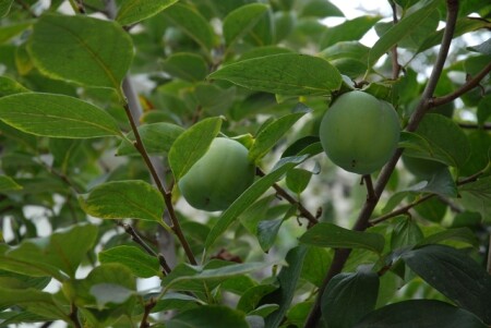 Persimmon