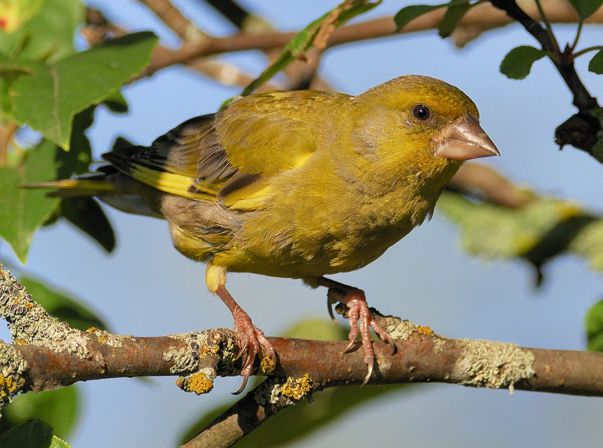 Chloris chloris или просто зеленушка