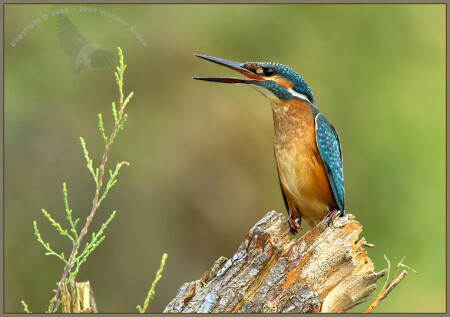 Common Kingfisher