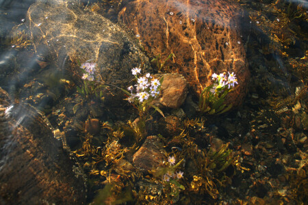 Жизнь в море