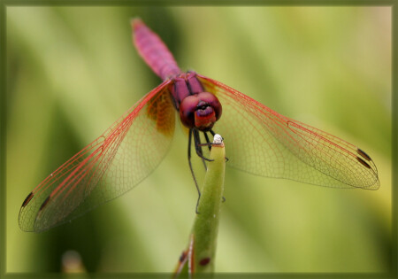Pink Lady