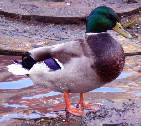 Без названия # 1