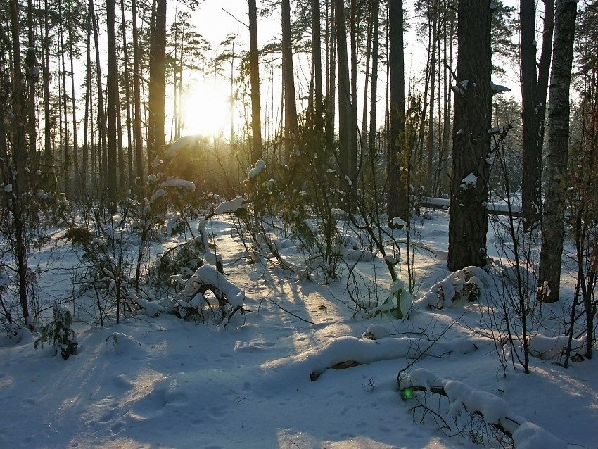 Зимний лес