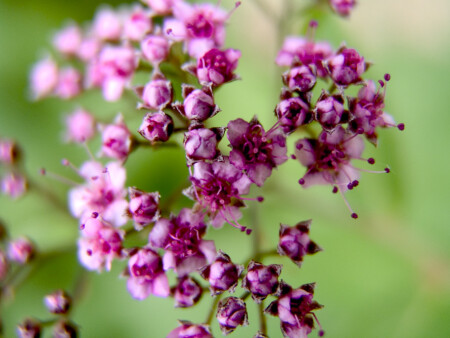 Flora incognita #16