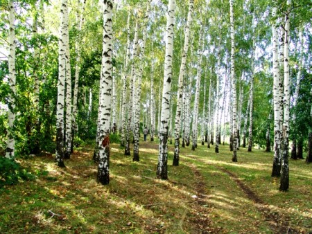Светлая душа берез.