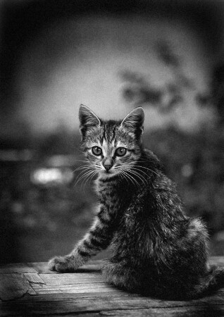 Retro: Грюстный котенок.