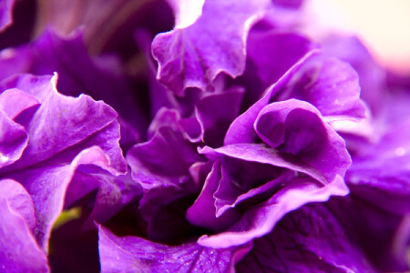 петуния махровая