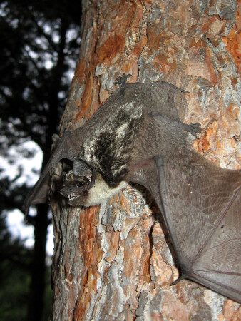 Усатая ночница