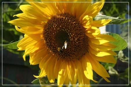 SunFlower 3