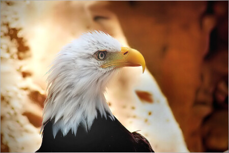 Born in USA