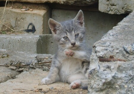 Котенок на стройке храма